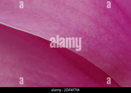 Blattabstrakt mit Linie und Vene Detail Stockfoto