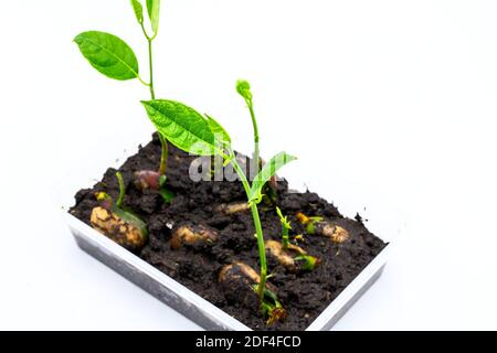 Grüner Keimling in Plastikbox, Fruchtsamen aufwachsen Foto. Wachsende Pflanze aus Saatgut Konzept. Langsame und stetige Entwicklung. Frische grüne Setzlinge in Blac Stockfoto