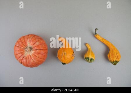 Vier Kürbisse isoliert auf grauem Hintergrund. Hässliches Essenskonzept Stockfoto