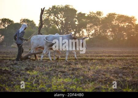 TIKAMGARH, MADHYA PRADESH, INDIEN - 23. NOVEMBER 2020: Nicht identifizierter indischer Bauer, der mit Stier auf seiner Farm arbeitet. Stockfoto