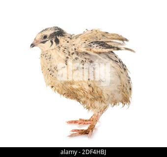 japanische Wachtel vor weißem Hintergrund Stockfoto