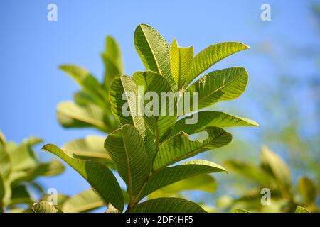 Frische Guava Blätter im Garten Stockfoto