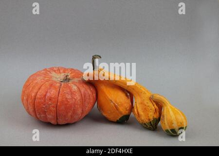 Vier Kürbisse isoliert auf grauem Hintergrund. Hässliches Essenskonzept. Das Bild enthält den Kopierbereich Stockfoto