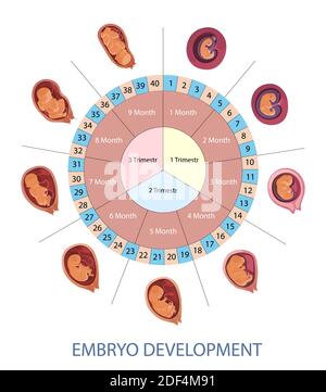 Infografik zu Stadien der Entwicklung menschlicher Embryonen. Schwangerschaftswochen, -Monate und -Trimester. Stock Vektor