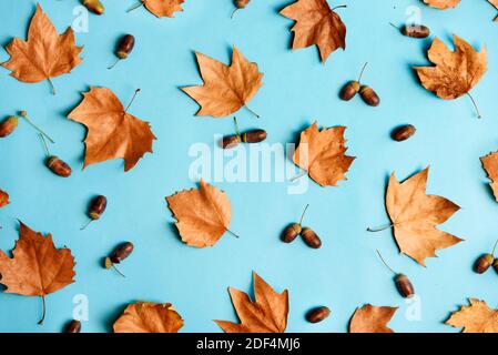 Herbstblätter mit Eicheln Kompositionsmuster auf pastellblauem Hintergrund von oben. Ahornblatt Textur auf Farbtisch. Minimale Danksagung und Hallow Stockfoto