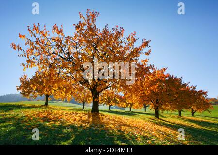 Geographie / Reisen, Schweiz, Kirschbaum im Herbst, Prunus avium, Basel-Land, Additional-Rights-Clearance-Info-not-available Stockfoto