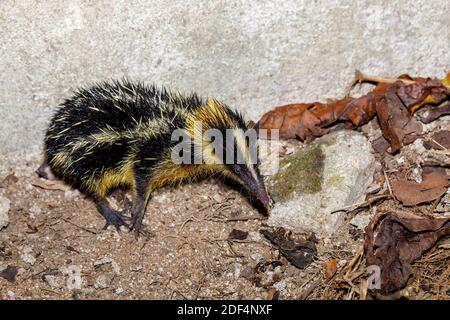 Endemisches Tier gestreift tenrec, Hemicentetes semispinosus, Masoala Madagaskar Tierwelt Stockfoto