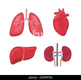 Menschliche Organ Anatomie Lunge Herz Leber Niere weiß isoliert Hintergrund Flache Vektorgrafik Stockfoto