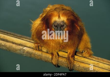 Goldener Löwe Tamarin, leontideus rosalia, Erwachsener auf Zweig stehend Stockfoto