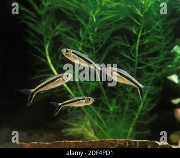 Pinguin Fische Tetra, Thayeria boehlkei Stockfoto