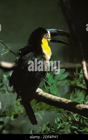 Ariel Toucan oder Channel-billed Toucan, ramphastos vitellinus, Erwachsener steht auf Zweig Stockfoto