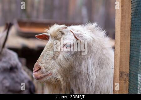 Der Kopf der weißen Ziege ist Nahaufnahme. Die Ziege schaut von hinter dem Zaun Stockfoto