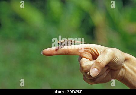 Pygmy oder Zwerg Chamäleon, brookesia sp., Erwachsener steht zur Hand Stockfoto