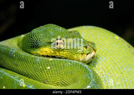 Grüner Baumpython Morelia Viridis, Nahaufnahme des Kopfes Stockfoto