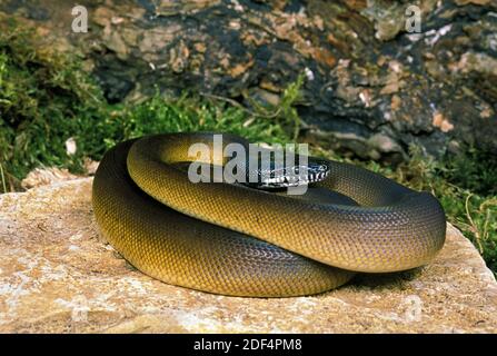WEIßE Lippen PYTHON Liasis albertisi Stockfoto