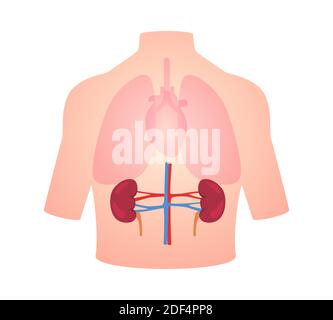 Menschliche Anatomie Organ Niere Position im Körper Lunge Herz transparent Weiß isoliert Hintergrund flach Stil Vektor-Design Stockfoto