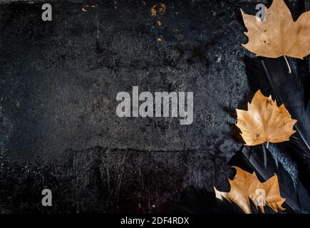 Halloween Hintergrund mit schwarzen Rabenfedern und Herbstblättern auf dunklem Grunge Hintergrund. Beängstigendes Herbst Gothic abstraktes Design mit Copyspace. Nahaufnahme Stockfoto