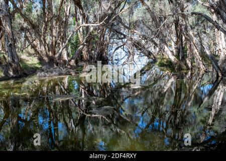 Paperbark Bäume am Rande des Lake Joondalup. Stockfoto