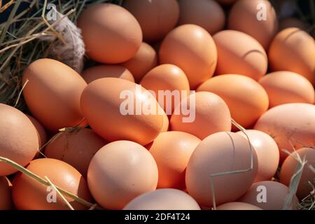 Stapel Eier auf Stroh am Morgen abgeholt Stockfoto