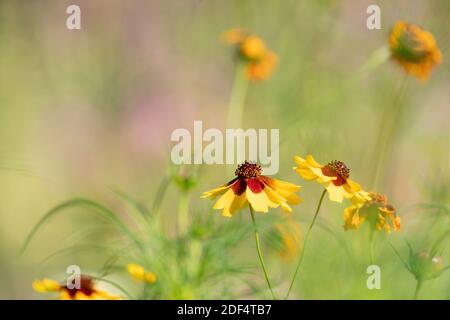 Gelb blühende Blüten mit braunen Herzen in einem Feld. Sonnenblume, 'Goldrausch' Helenium autumnale. Selektiver Fokus. Stockfoto