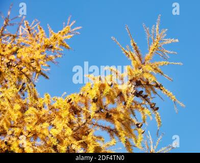 Herbst vergilbte Lärche Zweige aus der Nähe , Herbst Hintergrund , Herbst Saison Konzept Stockfoto