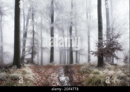 Winterwald mit Weg - Waldlandschaft Stockfoto