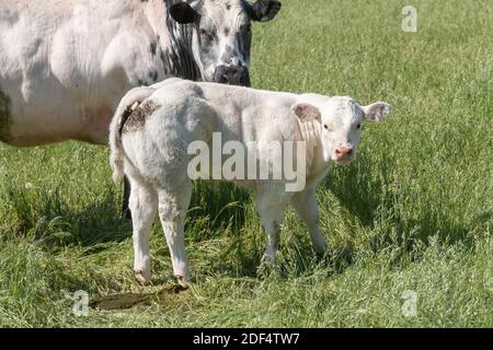 Ein weißes Kalb steht auf der Weide neben seiner Mutter und schaut neugierig auf die Kamera. Stockfoto