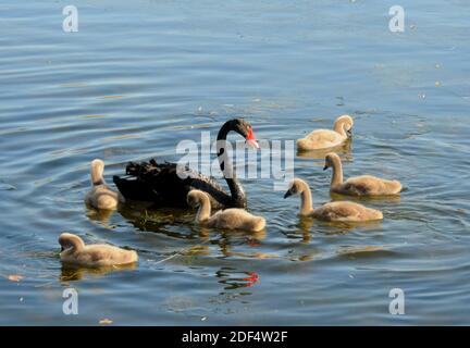 Haidian, Haidian, China. Dezember 2020. Peking, CHINA-angeführt von ihren Eltern, spielen sechs neu geborene schwarze Schwäne im Wasser des Yuanmingyuan Sees in Peking, Hauptstadt von China, 2. Dezember 2020. Sie bilden eine schöne und interessante Szene im kalten Winter. Quelle: SIPA Asia/ZUMA Wire/Alamy Live News Stockfoto