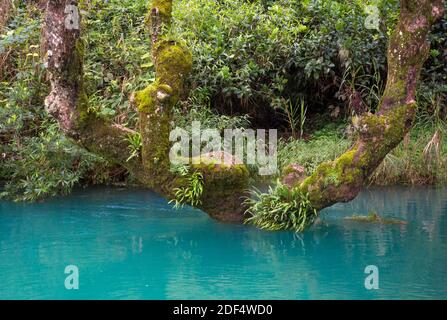 Saphirblaues Wasser und einzigartige Bäume. Stockfoto