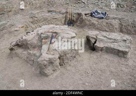 (201203) -- SYDNEY, 3. Dezember 2020 (Xinhua) -- das Foto vom 17. Juli 2015 zeigt, dass das Skelett auf dem Feldgelände in Montana, USA, ausgegraben wurde. Australiens größtes Museum wird bald eines der intakten und fein erhaltenen Triceratops-Fossilien der Welt beherbergt. Museen Victoria kündigte am Mittwoch ein 67 Millionen Jahre altes Triceratops-Skelett bei 87 Prozent abgeschlossen wird auf dem Display in Melbourne Museum gehen ab 2021. ZUM 'Australian Museum to attain one of world's most intactent Dinosaurier fossiles' (Heinrich Mallison/Museums Victoria/Handout via Xinhua) Stockfoto