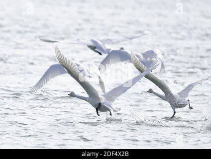 Haidong, Chinas Provinz Qinghai. Dezember 2020. Schwäne ziehen vom Gelben Fluss in der autonomen Provinz Hualong Hui in der Stadt Haidong, nordwestlich der chinesischen Provinz Qinghai, am 2. Dezember 2020 ab. Quelle: Zhang Long/Xinhua/Alamy Live News Stockfoto