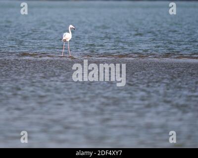 Haidong, Chinas Provinz Qinghai. Dezember 2020. Ein Flamingo steht im Wasser in der Nähe des Gelben Flusses im autonomen Bezirk Hualong Hui der Stadt Haidong, nordwestlich der chinesischen Provinz Qinghai, 2. Dezember 2020. Quelle: Zhang Long/Xinhua/Alamy Live News Stockfoto