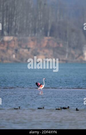 Haidong, Chinas Provinz Qinghai. Dezember 2020. Ein Flamingo steht im Wasser in der Nähe des Gelben Flusses im autonomen Bezirk Hualong Hui der Stadt Haidong, nordwestlich der chinesischen Provinz Qinghai, 2. Dezember 2020. Quelle: Zhang Long/Xinhua/Alamy Live News Stockfoto