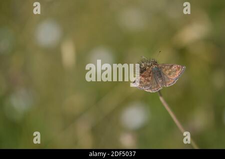 Dingy Skipper Schmetterling in der Natur auf einer Pflanze, winzigen braunen Schmetterling in der natürlichen Umgebung. Kleine braune Motte. Stockfoto