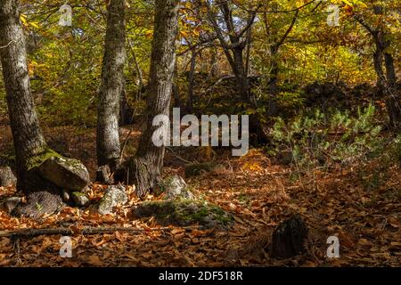 Ein Kastanienwald im Herbst bei Montanchez, Extremadura, Spanien Stockfoto