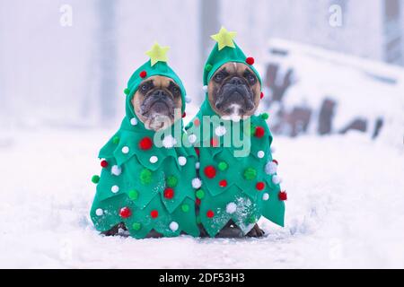 Lustige Paar Französisch Bulldogge Hunde tragen festliche Weihnachtsbaum Kostüme mit Kugeln und Sternen sitzen zusammen in der Winterlandschaft Mit Schnee Stockfoto