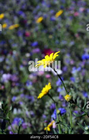 Nahaufnahme einer gelben Wildblume in einem Garten Stockfoto