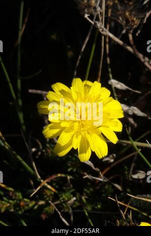 Glatter Weißbart ( Crepis capillaris ) Gelbe zusammengesetzte Wildblume, Blütezeit im September, Großbritannien Stockfoto