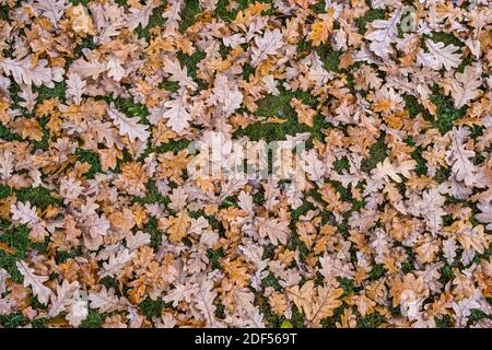 Gelbes Herbstlaub fällt auf Gras als Hintergrund Stockfoto