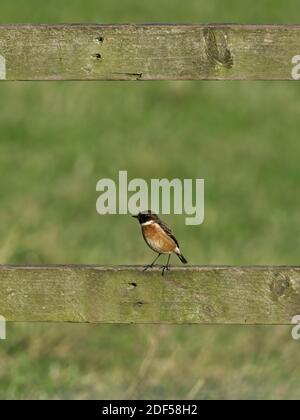 Ein männlicher Stonechat (Saxicola rubicola) saß auf einem Zaun bei St Aidan's, einem RSPB-Reservat in Leeds, West Yorkshire. Stockfoto