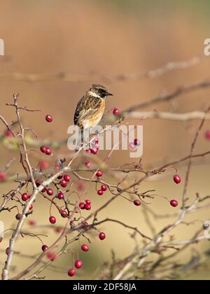 Eine weibliche Stonechat (Saxicola rubicola) saß auf einem von roten Beeren umgebenen Zweig in St Aidan's, einem RSPB-Reservat in Leeds, West Yorkshire. Stockfoto