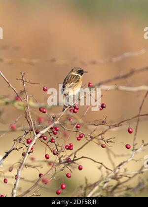 Eine weibliche Stonechat (Saxicola rubicola) saß auf einem von roten Beeren umgebenen Zweig in St Aidan's, einem RSPB-Reservat in Leeds, West Yorkshire. Stockfoto