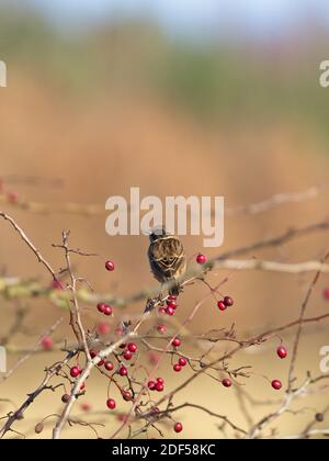 Eine weibliche Stonechat (Saxicola rubicola) saß auf einem von roten Beeren umgebenen Zweig in St Aidan's, einem RSPB-Reservat in Leeds, West Yorkshire. Stockfoto