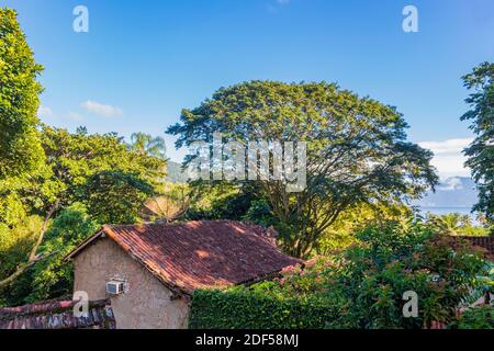 Natur im Dorf Abraao der tropischen Insel Ilha Grande in Angra dos Reis, Rio de Janeiro, Brasilien. Stockfoto