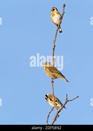 Ein Grünfink (Chloris chloris) saß auf einem Zweig in der Mitte von zwei Goldfinken (Carduelis carduelis) bei St Aidan's, einem RSPB-Reservat in Leeds, West Yo Stockfoto