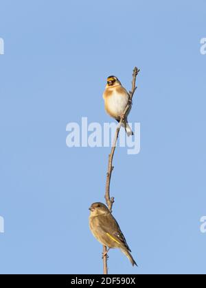 Ein Grünfinch (Chloris chloris) und ein Goldfinch (Carduelis carduelis) saßen auf einem Zweig bei St Aidan's, einem RSPB-Reservat in Leeds, West Yorkshire. Stockfoto