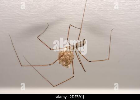 Langbeinige Cellar Spider (Pholcus palangioides) Weibchen mit frisch geschlüpften Jungen, Wales, September Stockfoto