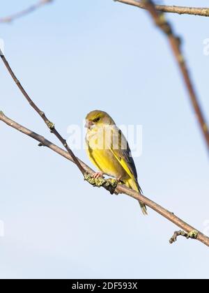 Ein Grünfink (Chloris chloris) saß auf einer Zweigstelle bei St Aidan's, einem RSPB-Reservat in Leeds, West Yorkshire. Stockfoto