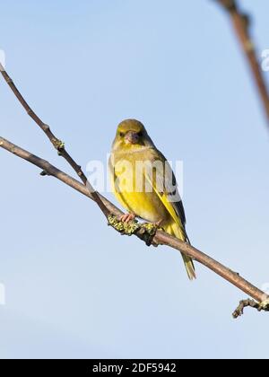 Ein Grünfink (Chloris chloris) saß auf einer Zweigstelle bei St Aidan's, einem RSPB-Reservat in Leeds, West Yorkshire. Stockfoto