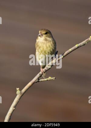 Ein Grünfink (Chloris chloris) saß auf einer Zweigstelle bei St Aidan's, einem RSPB-Reservat in Leeds, West Yorkshire. Stockfoto